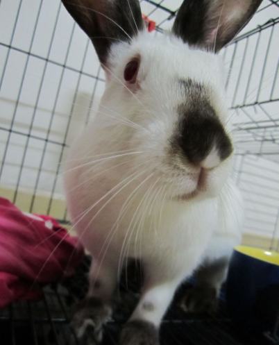 喜玛拉雅兔简介