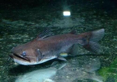 大嘴鲸好养吗？大嘴鲸饲养方法