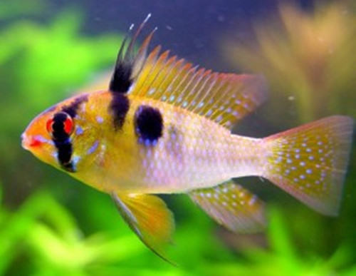 荷兰凤凰鱼的繁殖要点 荷兰凤凰鱼的繁殖要点