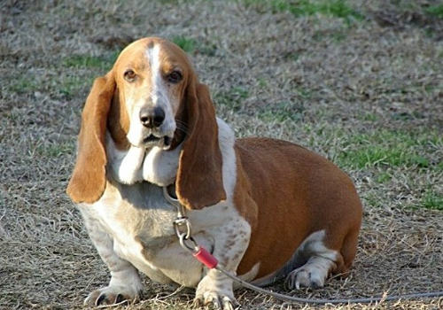 什么是犬细菌性心内膜炎