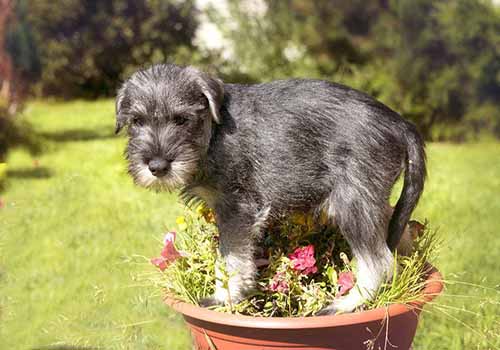 雪纳瑞价格，影响雪纳瑞价格因素