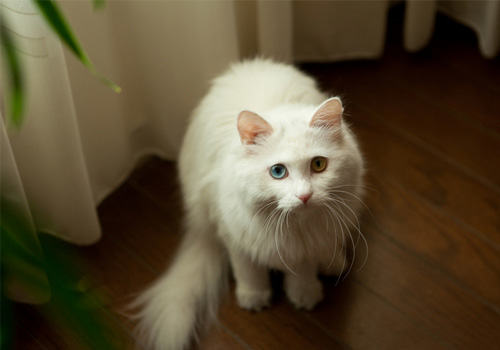 波斯猫的性格特点如何
