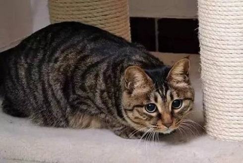 狸花猫适合做宠物猫吗 狸花猫习性介绍