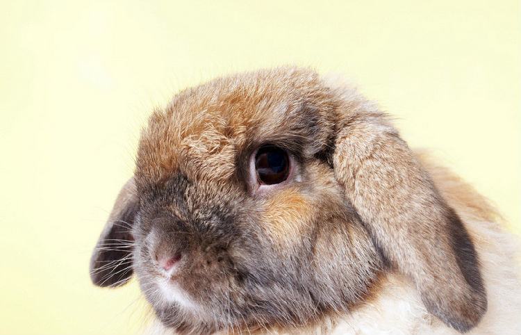 兔兔为什么会咬人