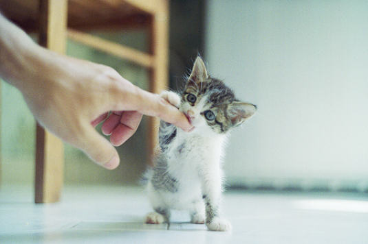 胆小猫咪认生的训练方法