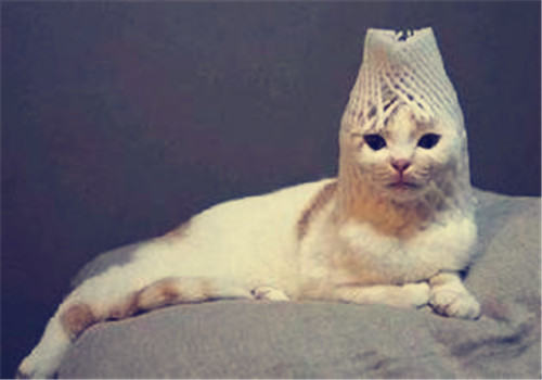 如何让猫咪顺利吐出毛球