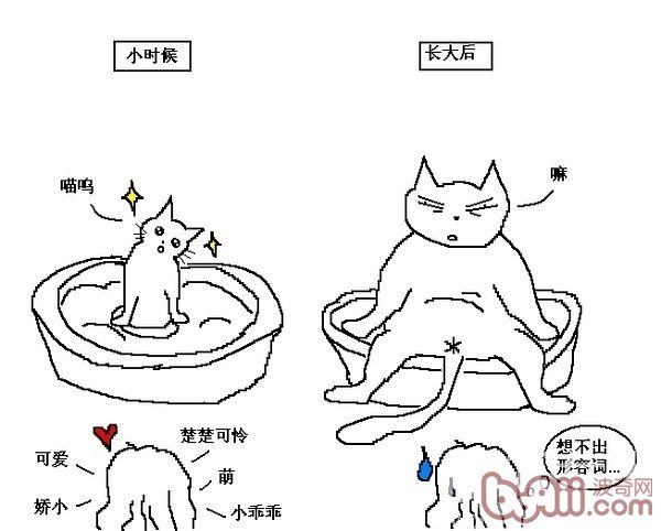 猫咪行为图解:养过猫的都懂
