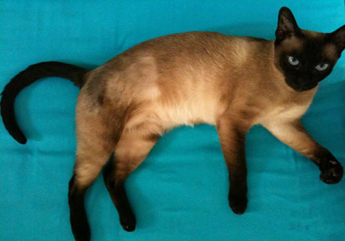 如何预防猫咪牙周炎疾病