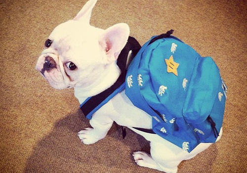 训练狗狗排泄的方法