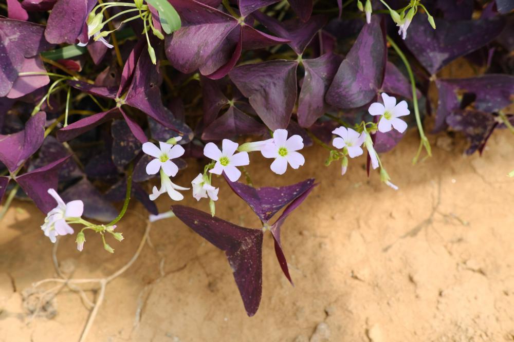 紫叶酢浆草的常见病害及其防治