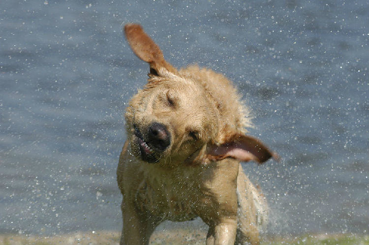 狗狗香波挑选大解析 狗狗香波挑选大解析