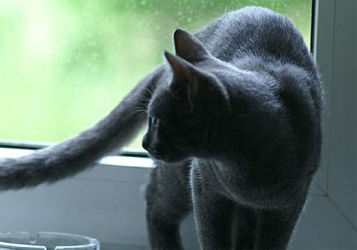 猫咪弓形虫的感染途径和诊断方法