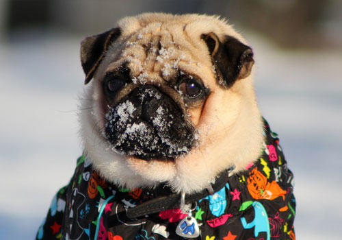 狗狗使者——八哥犬的起源你知道吗？