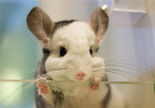 春天要帮助龙猫换毛 春天要帮助龙猫换毛