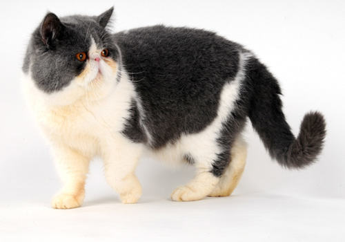 猫脂肪肝的症状和防治