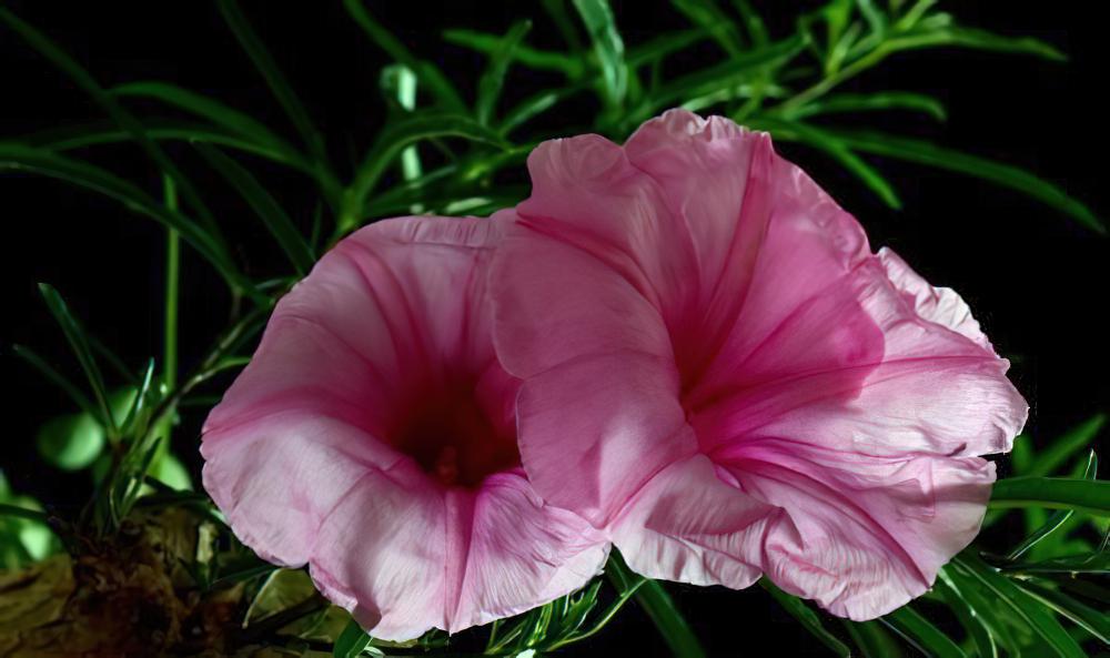 布鲁牵牛Ipomoea holubii，一枝鲜花插在椰子上！~