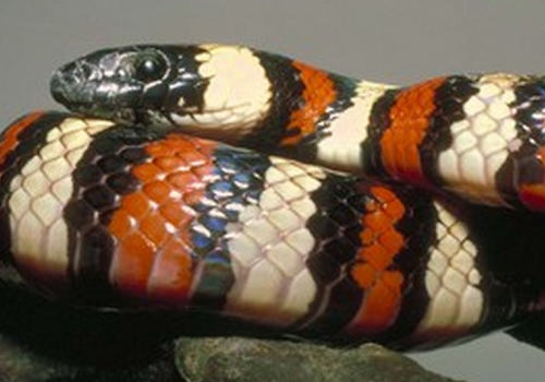 养蛇使用青霉素要注意什么
