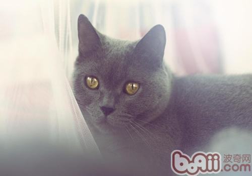 英国短毛猫感染猫癣怎么办