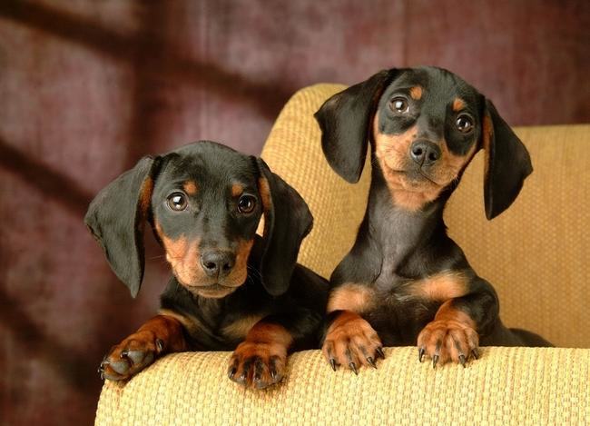 照顾好狗狗牙齿的小秘籍