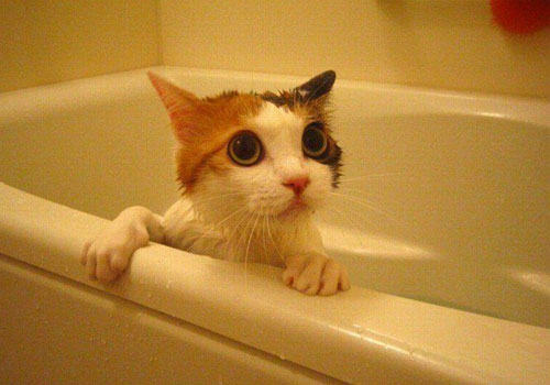 如何让猫咪在洗澡时安静下来