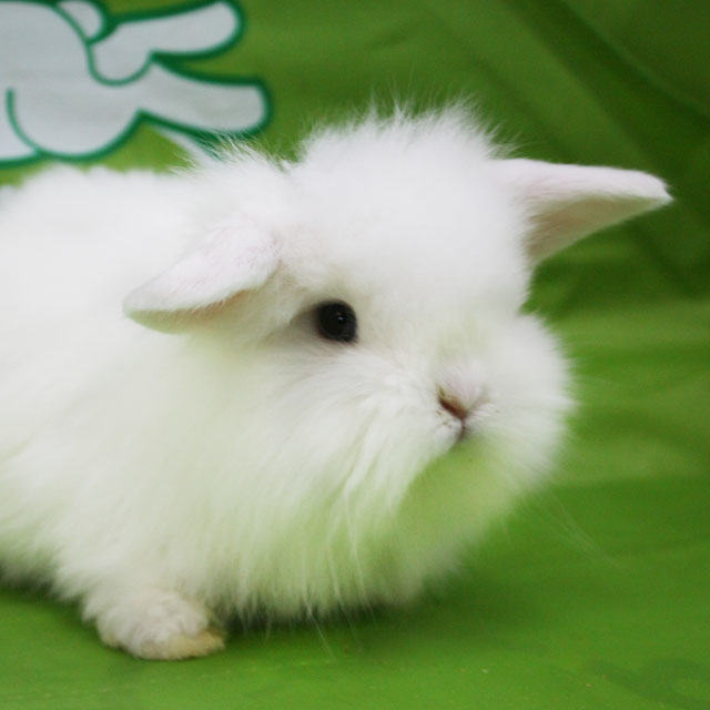 慎防人兔同患兔热病