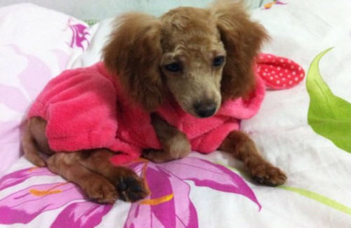 狗狗和孩子怎么友好相处