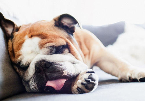 冬季如何增强狗狗抵抗力 冬季如何增强狗狗抵抗力