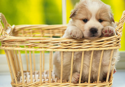 哪些问题表明狗狗可能有糖尿病