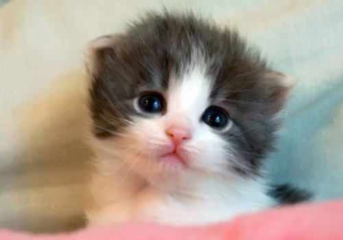 猫咪有哪些常见坏习惯