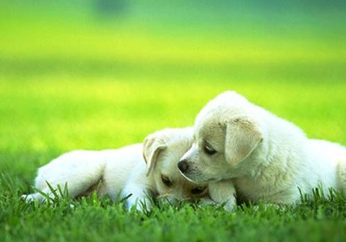 犬体外寄生虫会诱发出哪些疾病