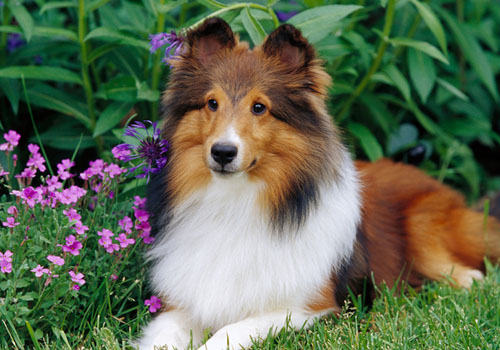 狗狗会不会绝经