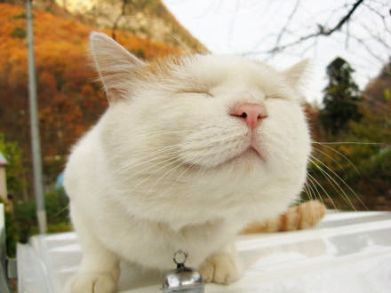 爱猫人士常犯十种错误