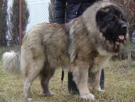 高加索犬有螨虫病怎么办