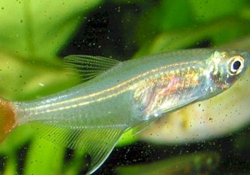 三角灯鱼的品种介绍