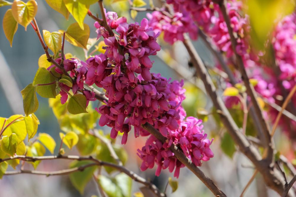 紫荆冬天能开花吗
