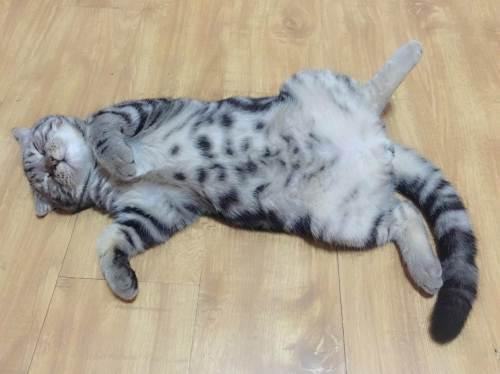 小猫吃什么？猫吃什么能长胖？