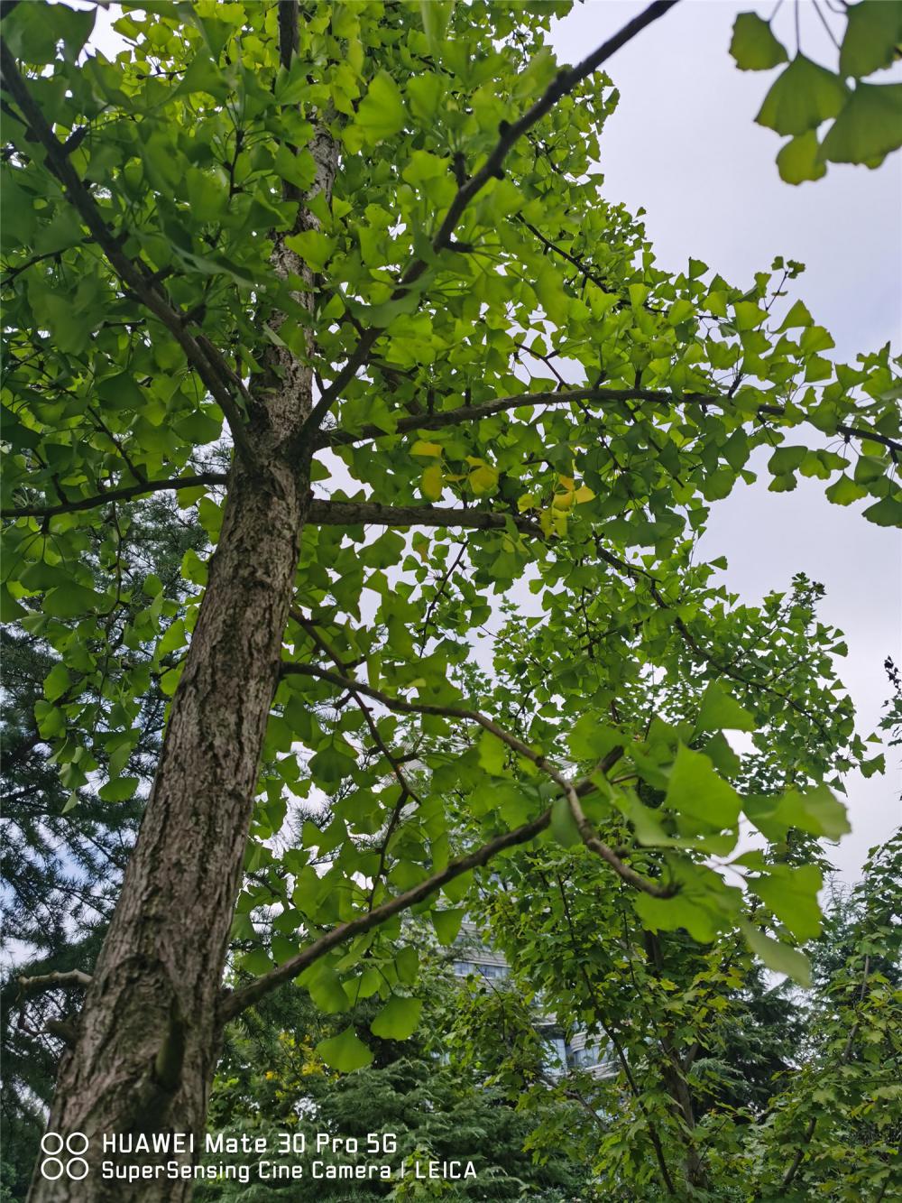 路边捡回来的树枝叶能装饰家居