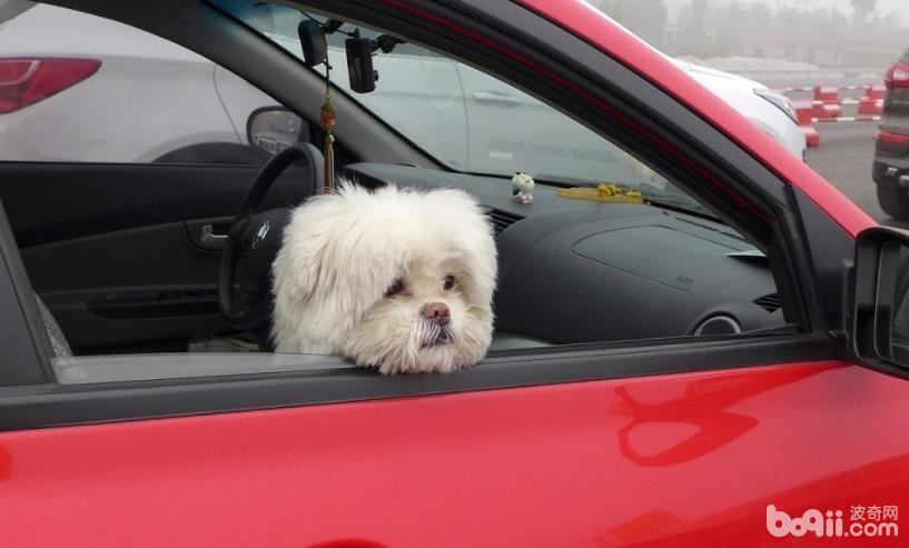 怎样让狗狗乖乖坐车,让狗狗乖乖坐车的方法有哪些? 怎样让狗狗乖乖坐车,让狗狗乖乖坐车的方法有哪些?