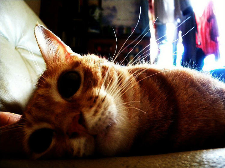 猫咪感冒时的症状