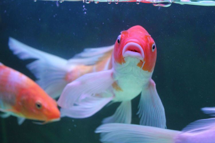 锦鲤尾鳍被腐蚀的原因分析