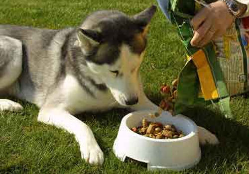 如何解决泰迪犬的饮食问题