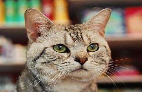 欧洲短毛猫多少钱一只？欧洲短毛猫价格