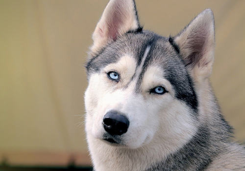 哈士奇的常见坏毛病有哪些