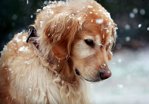 金毛犬咳嗽的原因