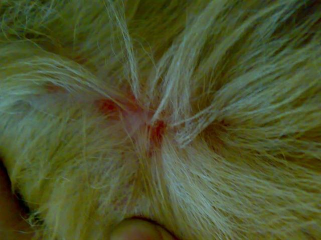 秋季狗狗皮肤瘙痒全面解析 秋季狗狗皮肤瘙痒全面解析