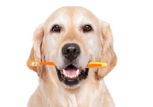 如何正确的帮助狗狗刷牙?