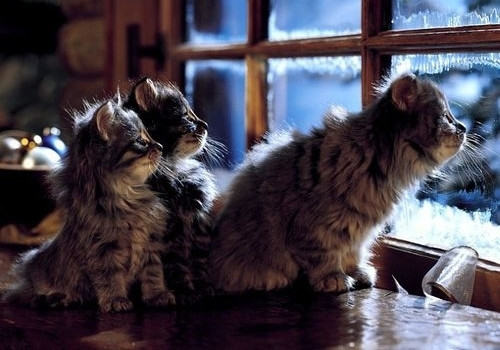 挪威森林猫主要的外形特征有哪些