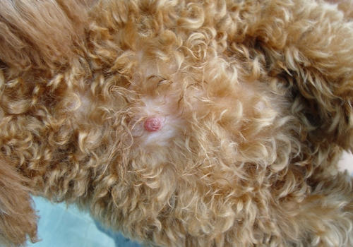 狗狗身上突然长包怎么办