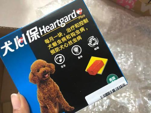 作为新手铲屎官，你知道小狗拉稀怎么治疗吗？