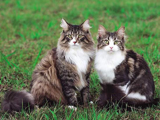 如何训练挪威森林猫在地上打滚 如何训练挪威森林猫在地上打滚